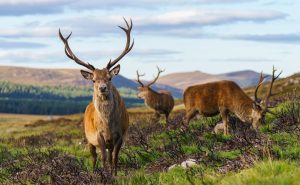 Scenic view of the Scottish Highlands with two stags in the foreground, showcasing the natural beauty and wildlife of the region.